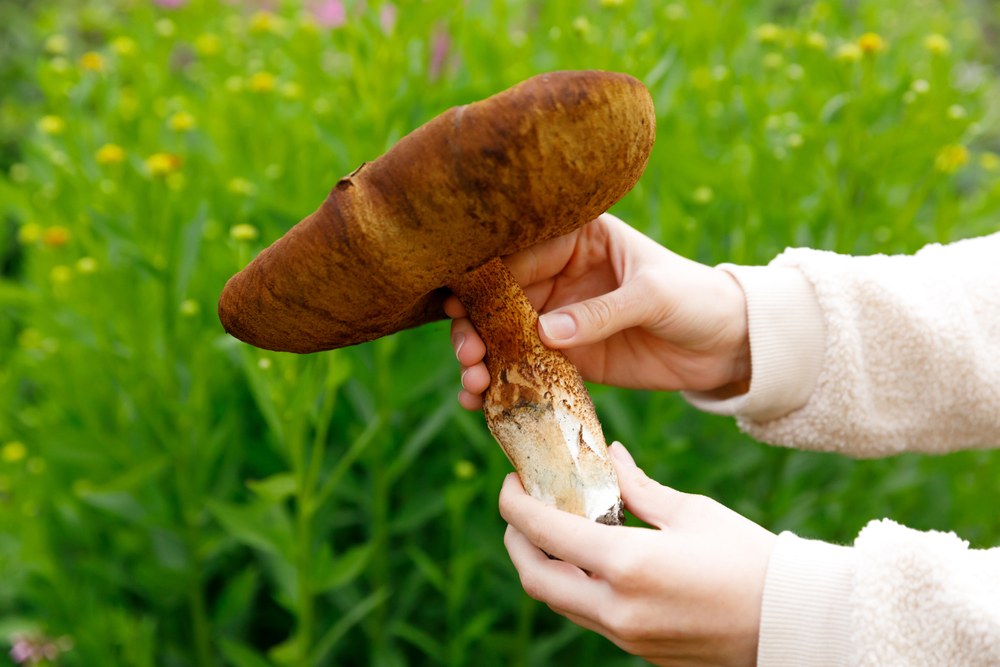 Psilocybin Retreats_11zon